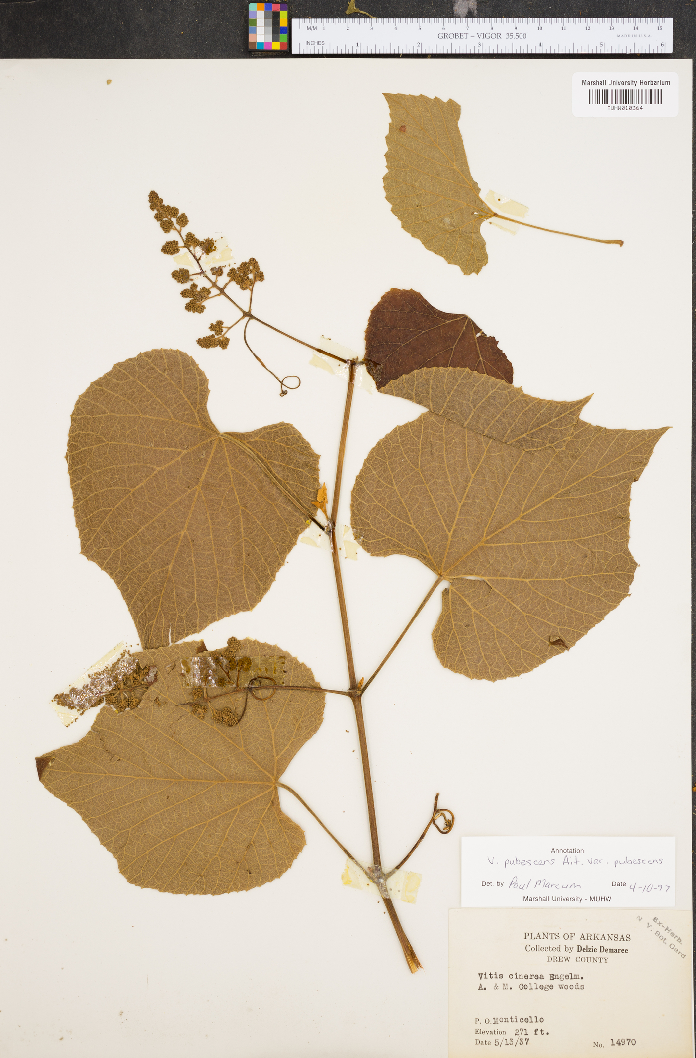 Vitis pubescens image