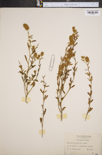 Trifolium arvense image