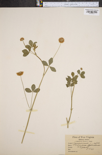 Trifolium hybridum image