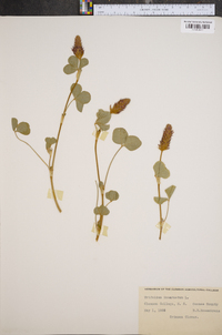 Trifolium incarnatum image