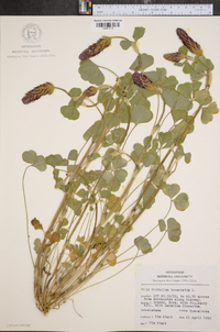 Trifolium incarnatum image