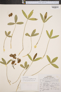 Trifolium virginicum image