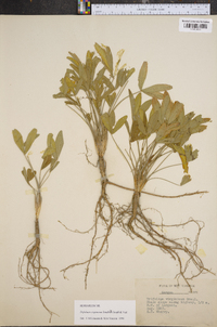 Trifolium virginicum image