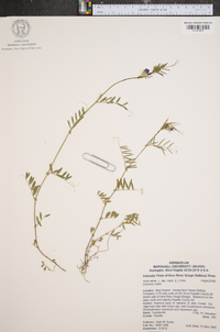 Trifolium angustifolium image