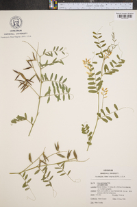 Vicia caroliniana image