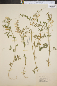 Vicia caroliniana image