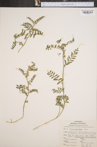 Vicia caroliniana image