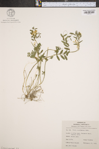 Vicia caroliniana image