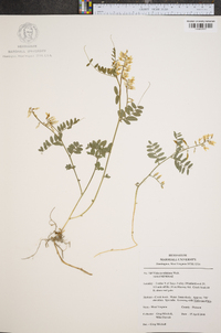 Vicia caroliniana image