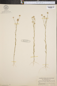 Polygala harperi image