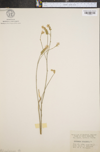 Polygala incarnata image