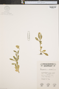 Polygala lutea image