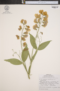 Lathyrus latifolius image