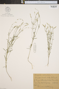 Polygala verticillata image