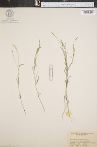 Polygala verticillata image