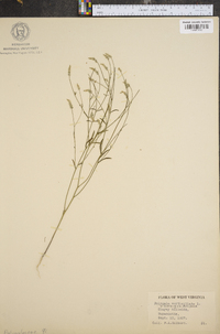 Polygala verticillata image