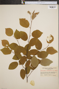 Amelanchier canadensis image