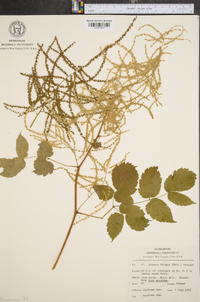 Aruncus dioicus image