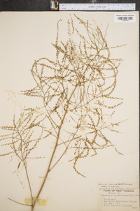 Aruncus dioicus image