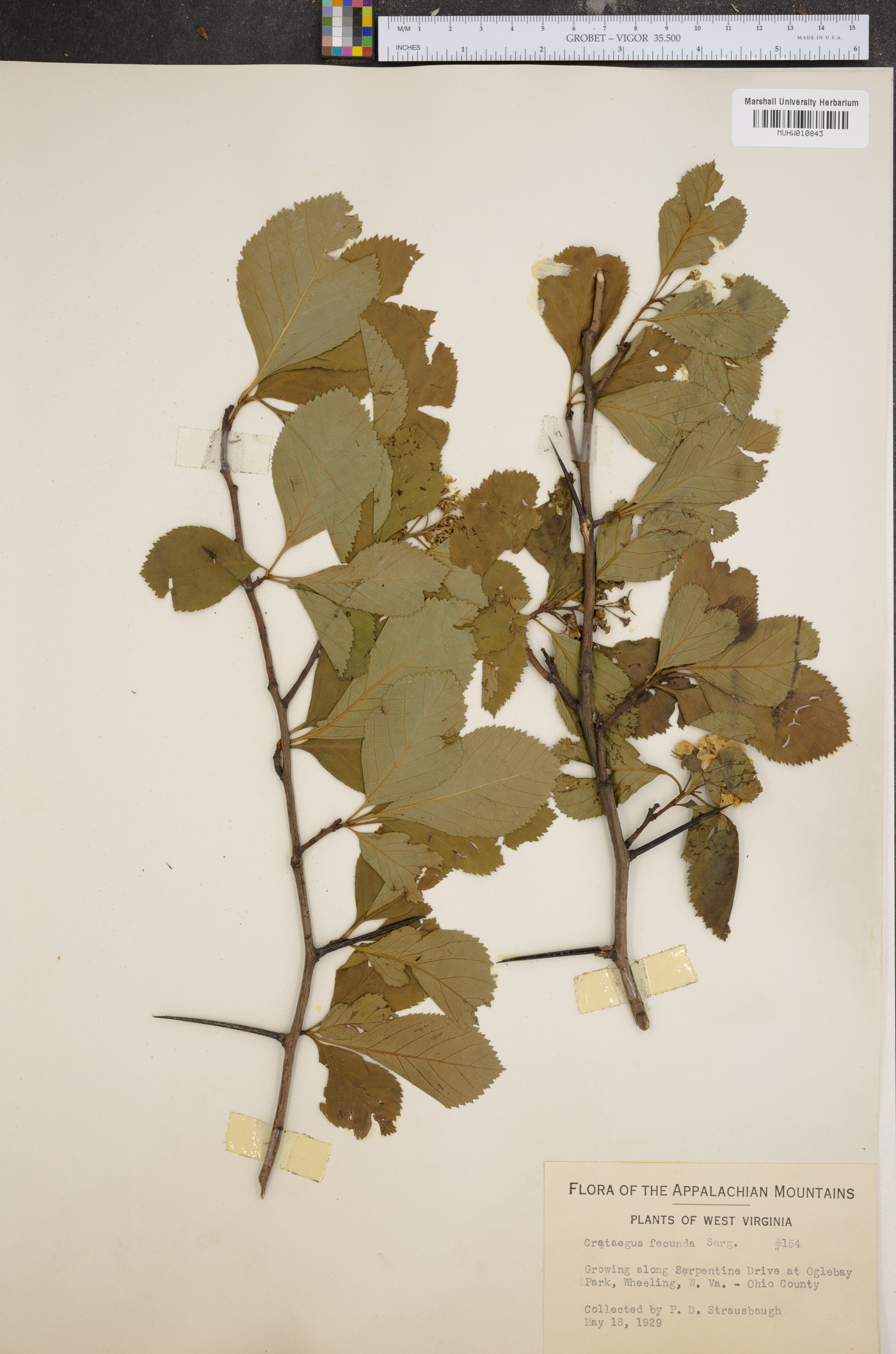 Crataegus fecunda image