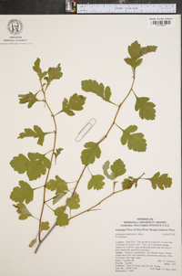 Crataegus spathulata image