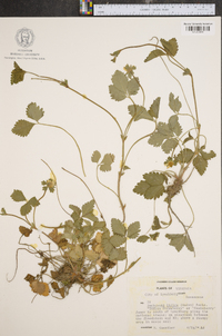 Potentilla indica image