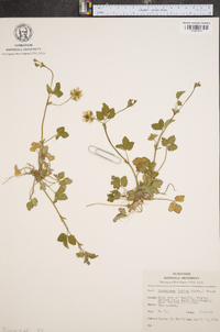 Potentilla indica image