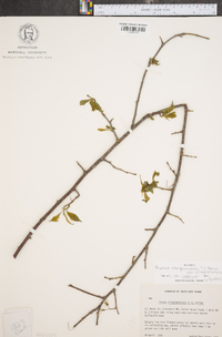 Prunus alleghaniensis image