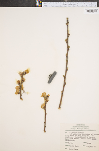 Prunus persica image