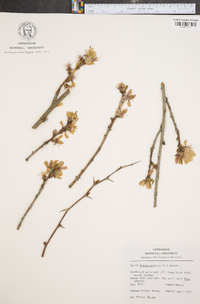 Prunus persica image