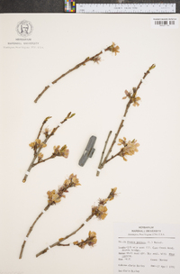 Prunus persica image