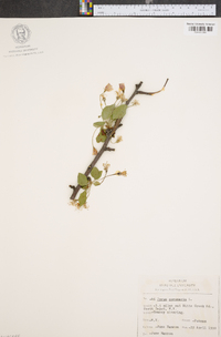 Pyrus coronaria image