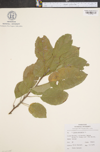 Pyrus coronaria image