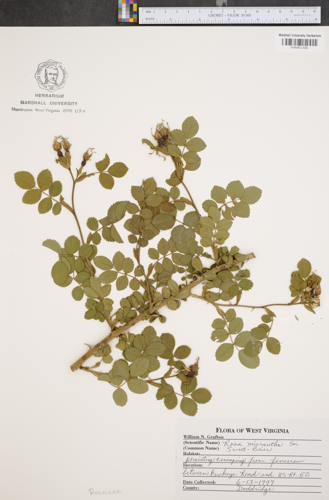 Rosa micrantha image