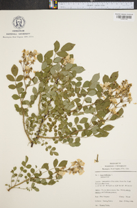 Rosa multiflora image