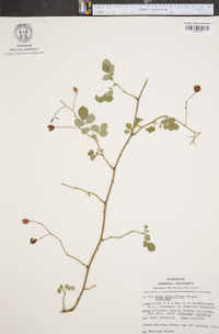 Rosa multiflora image