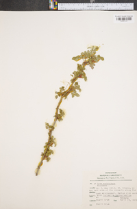 Rosa multiflora image