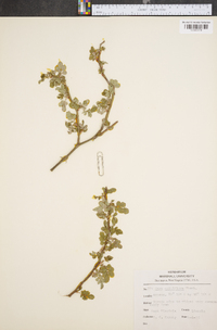 Rosa multiflora image
