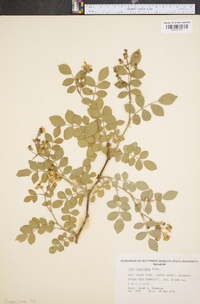 Rosa multiflora image