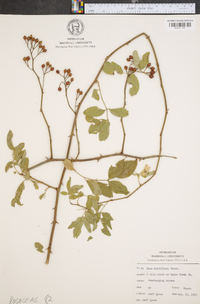 Rosa multiflora image