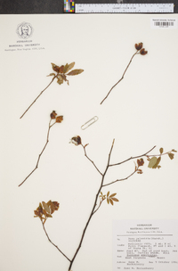 Rosa palustris image