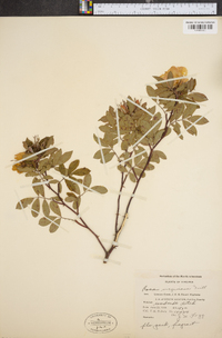 Rosa virginiana image