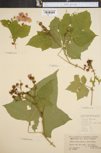 Rubus odoratus image