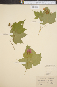 Rubus odoratus image