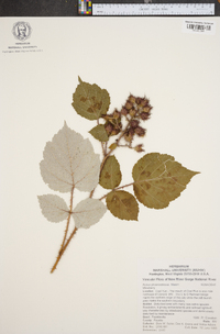 Rubus phoenicolasius image