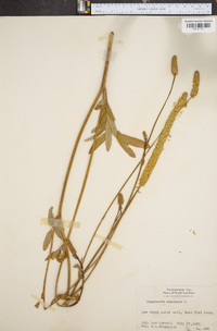 Sanguisorba canadensis image