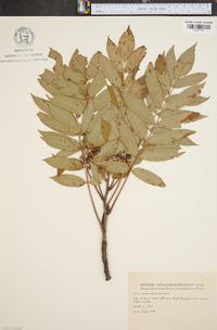 Sorbus americana image