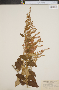 Spiraea tomentosa image