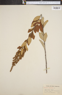 Spiraea tomentosa image