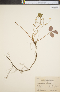 Waldsteinia doniana image